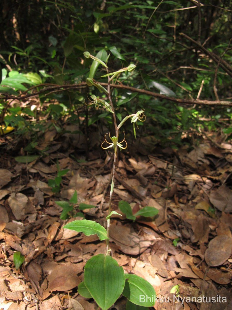 Habenaria dichopetala Thwaites